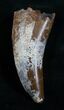 T-Rex Tooth - Excellent Preservation! #5941-4